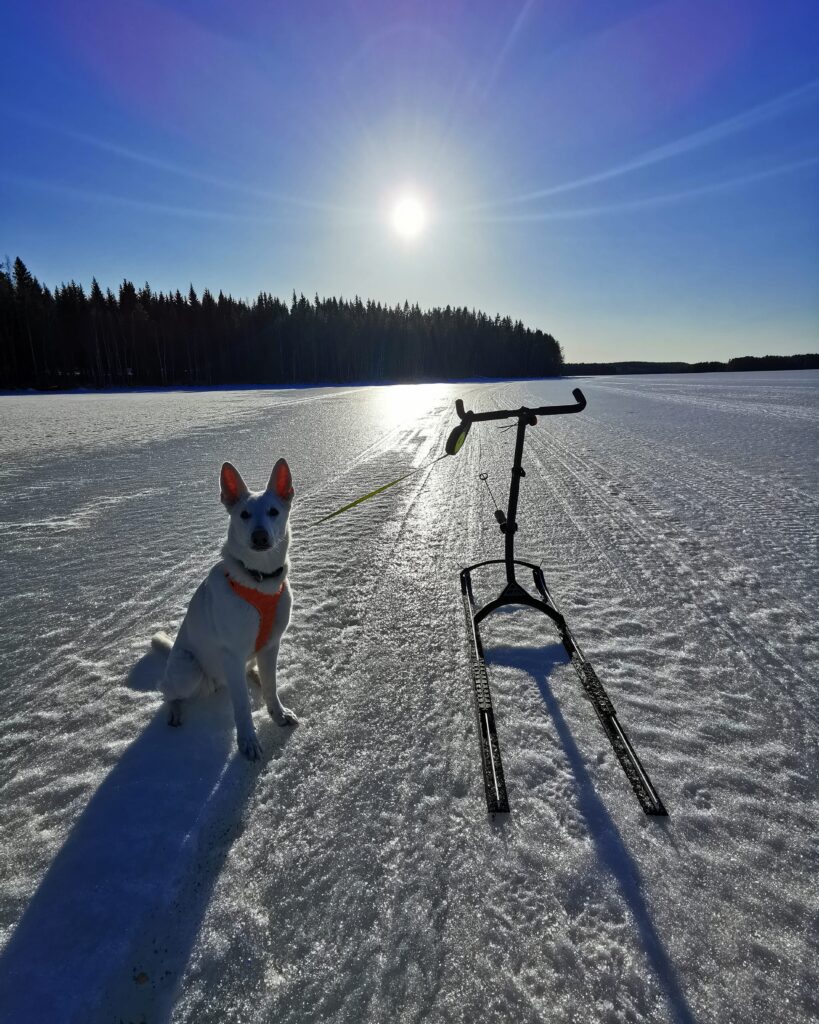 Potkurilla järven jäällä koiran kanssa