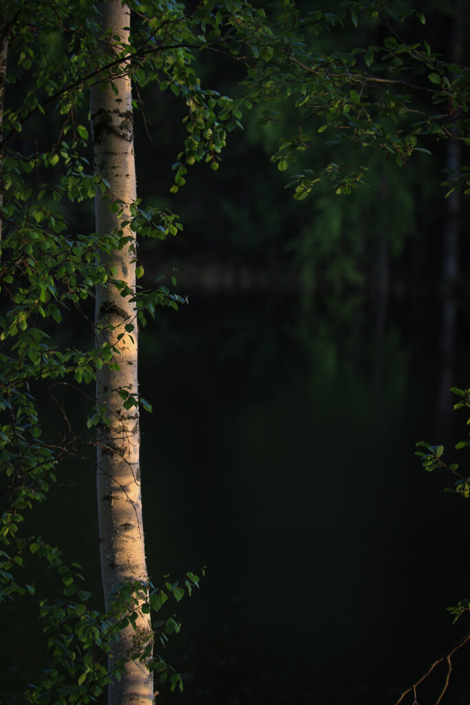Koivu järven äärellä alkukesällä