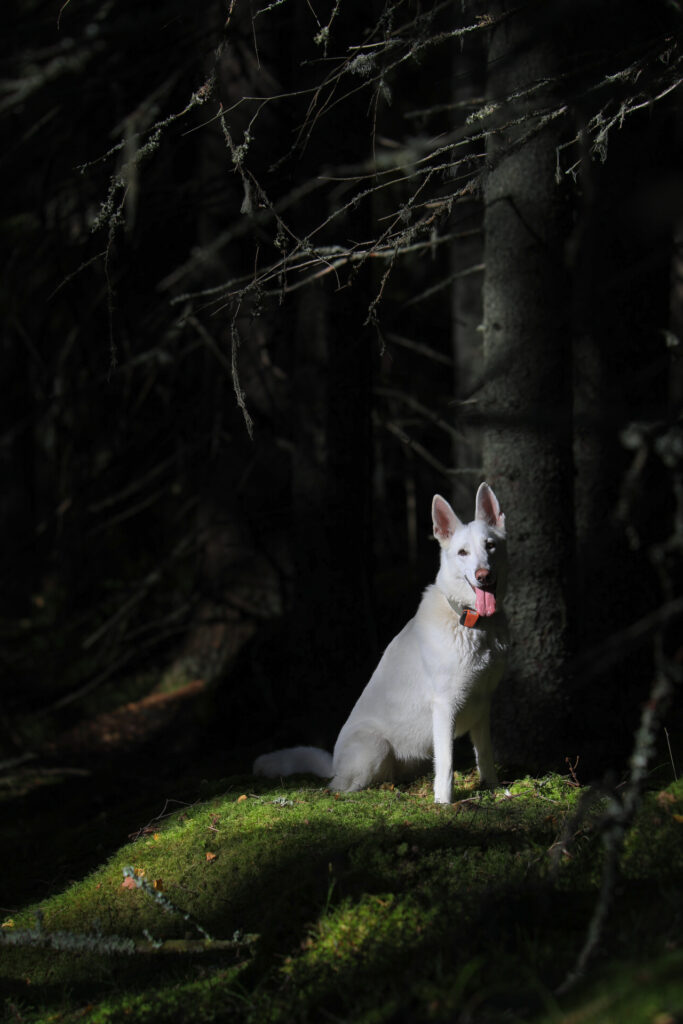Valkoinenpaimenkoira metsässä
